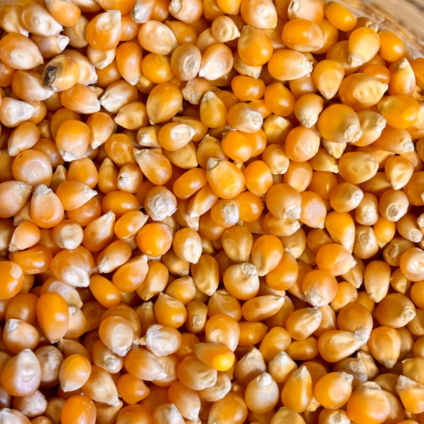 Popcorn Kernels